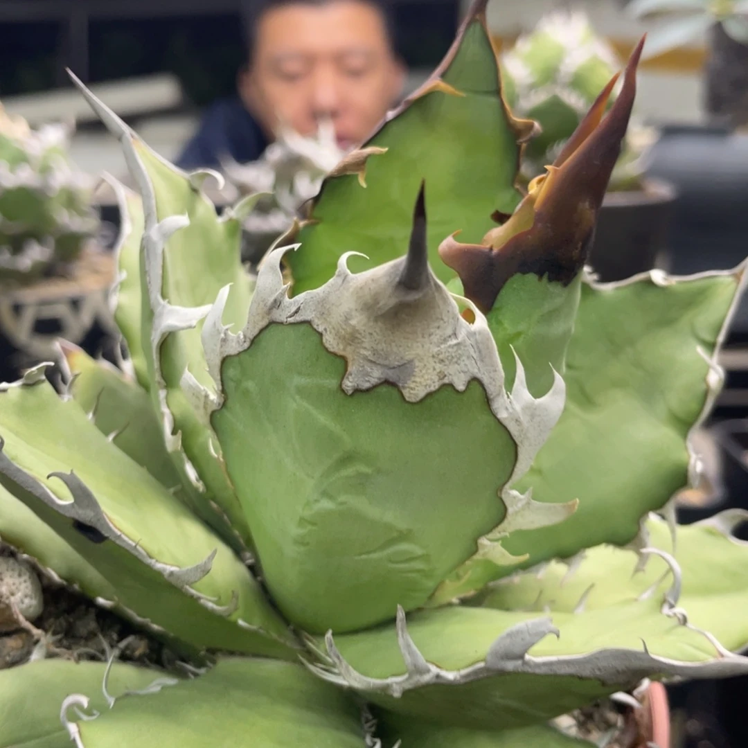 野二2222222222222222222