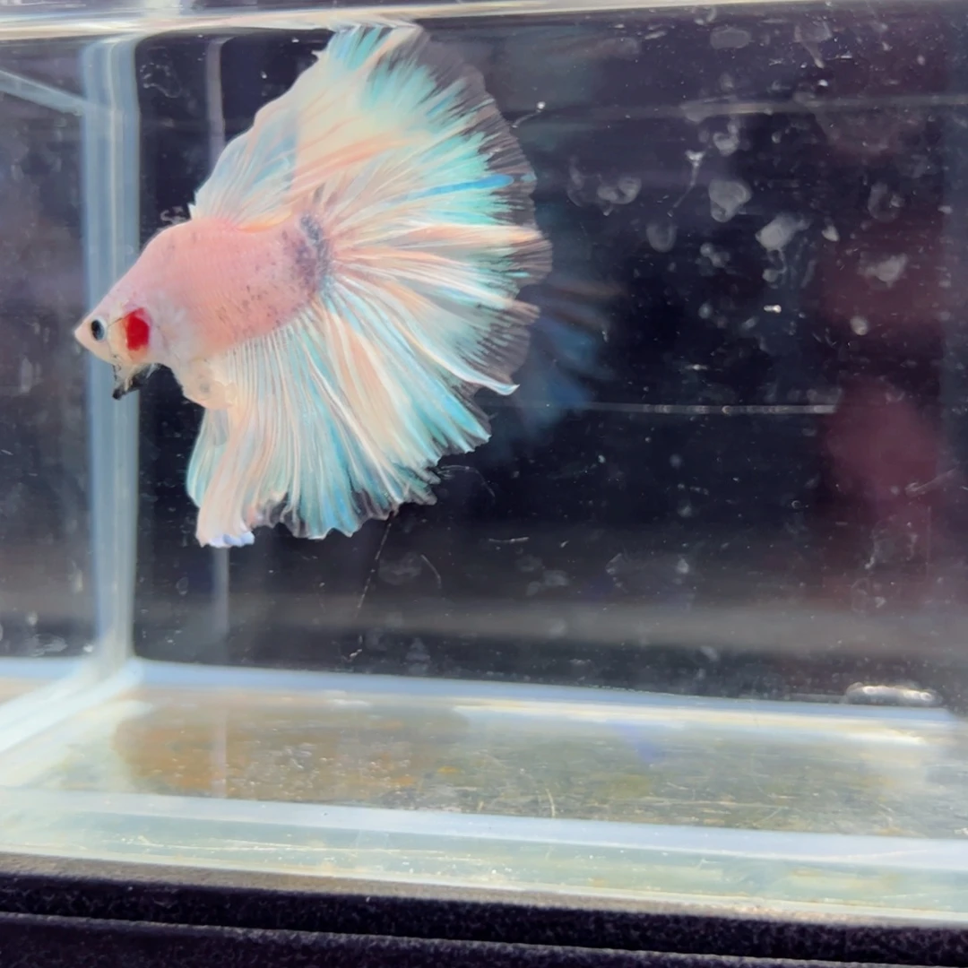 斗鱼浅色特殊尾hhhh