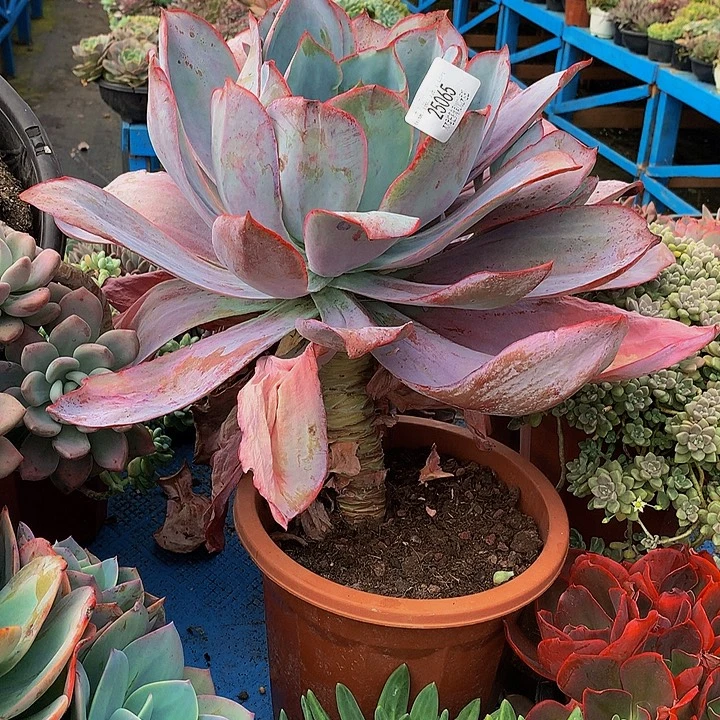 只***好   肯尼尼迪多肉25065