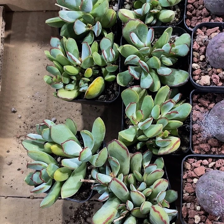 巧克力线带盆土发