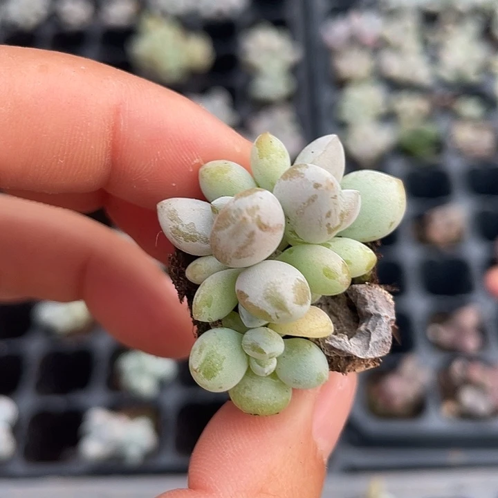 香蕉美人群随机发满18包邮
