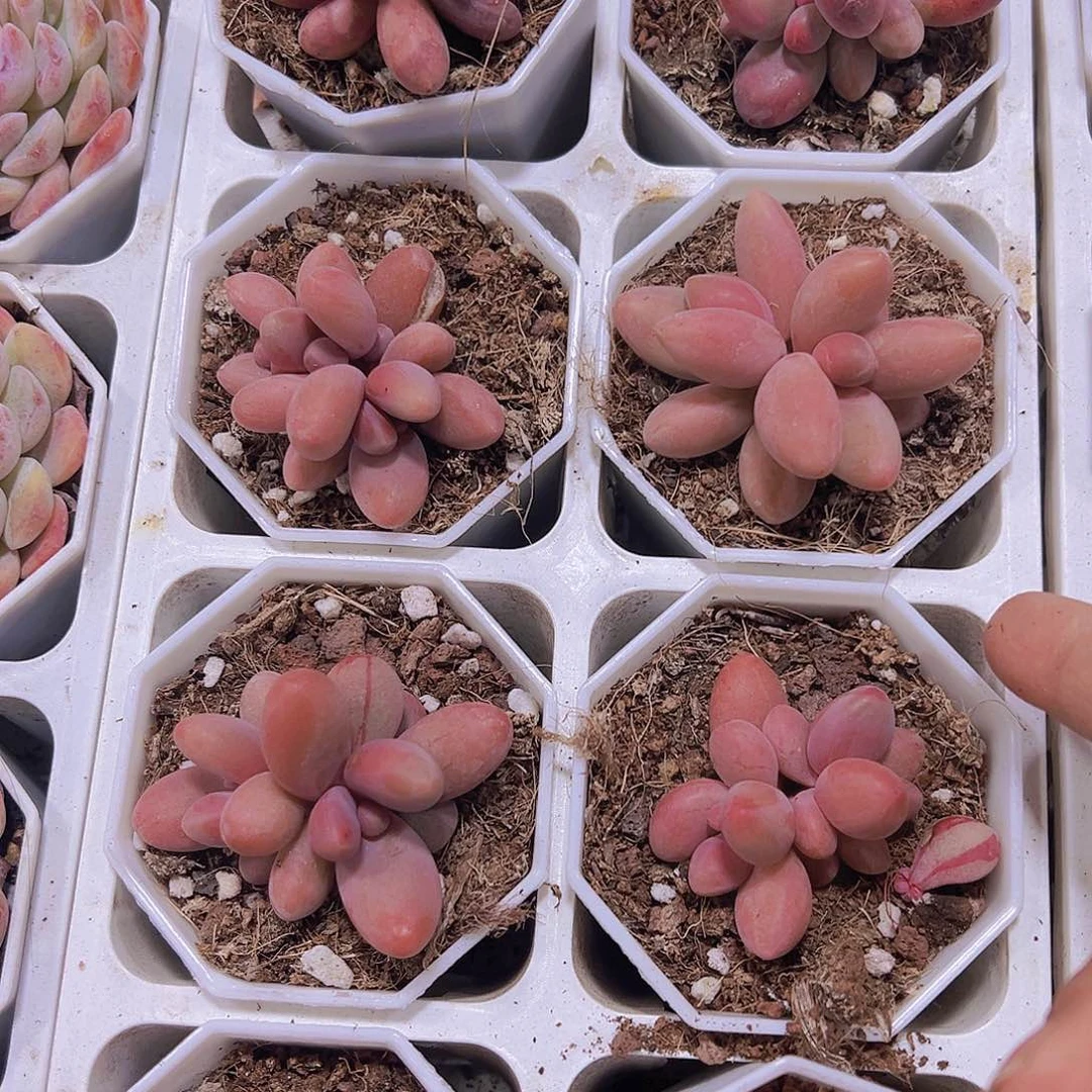 糖果美人带盆带土19包邮