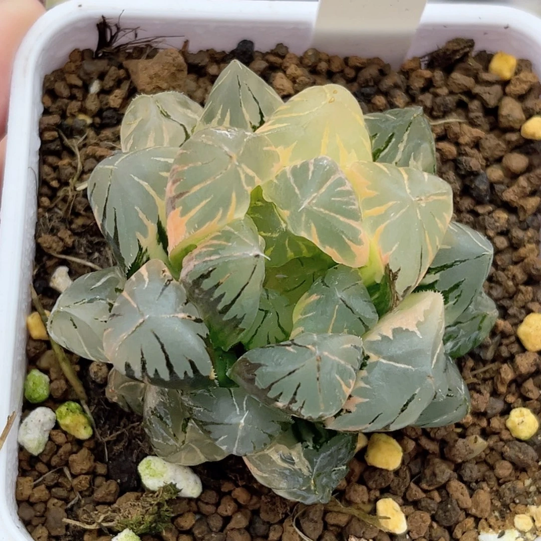 49糊斑趋势大窗水晶玉露锦福利专场