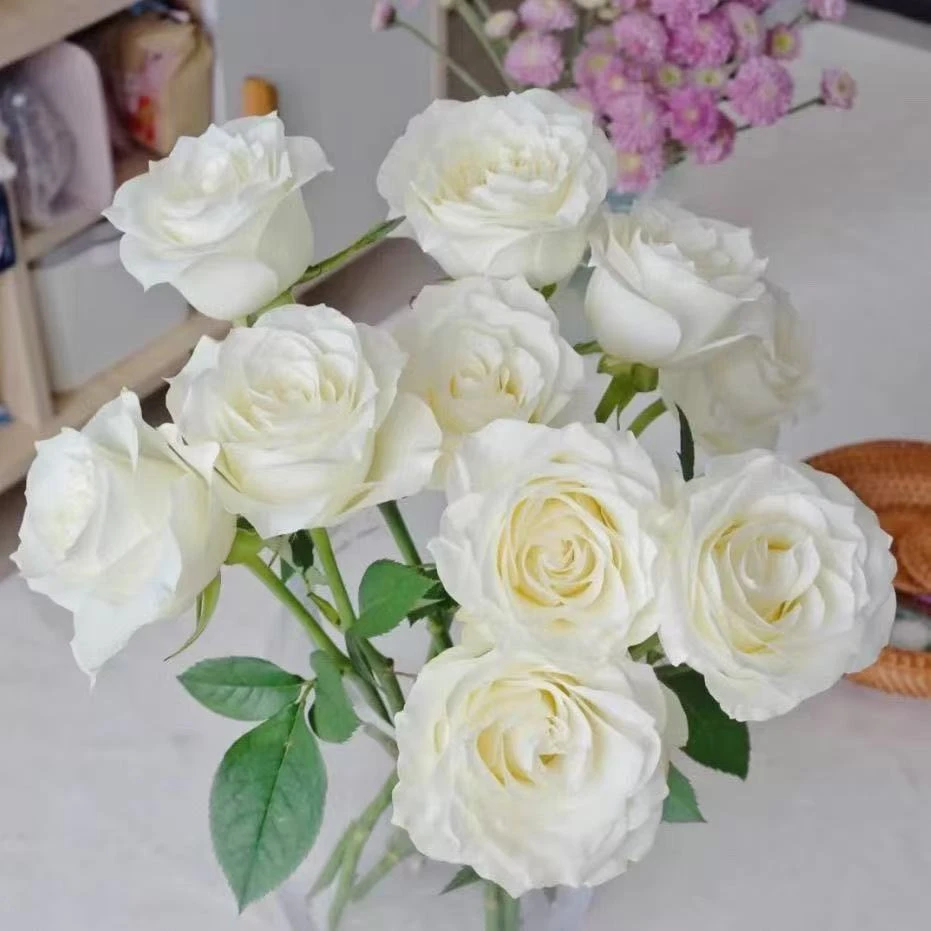 骄傲白色切花玫瑰月季大花浓香耐热抗病多季开花