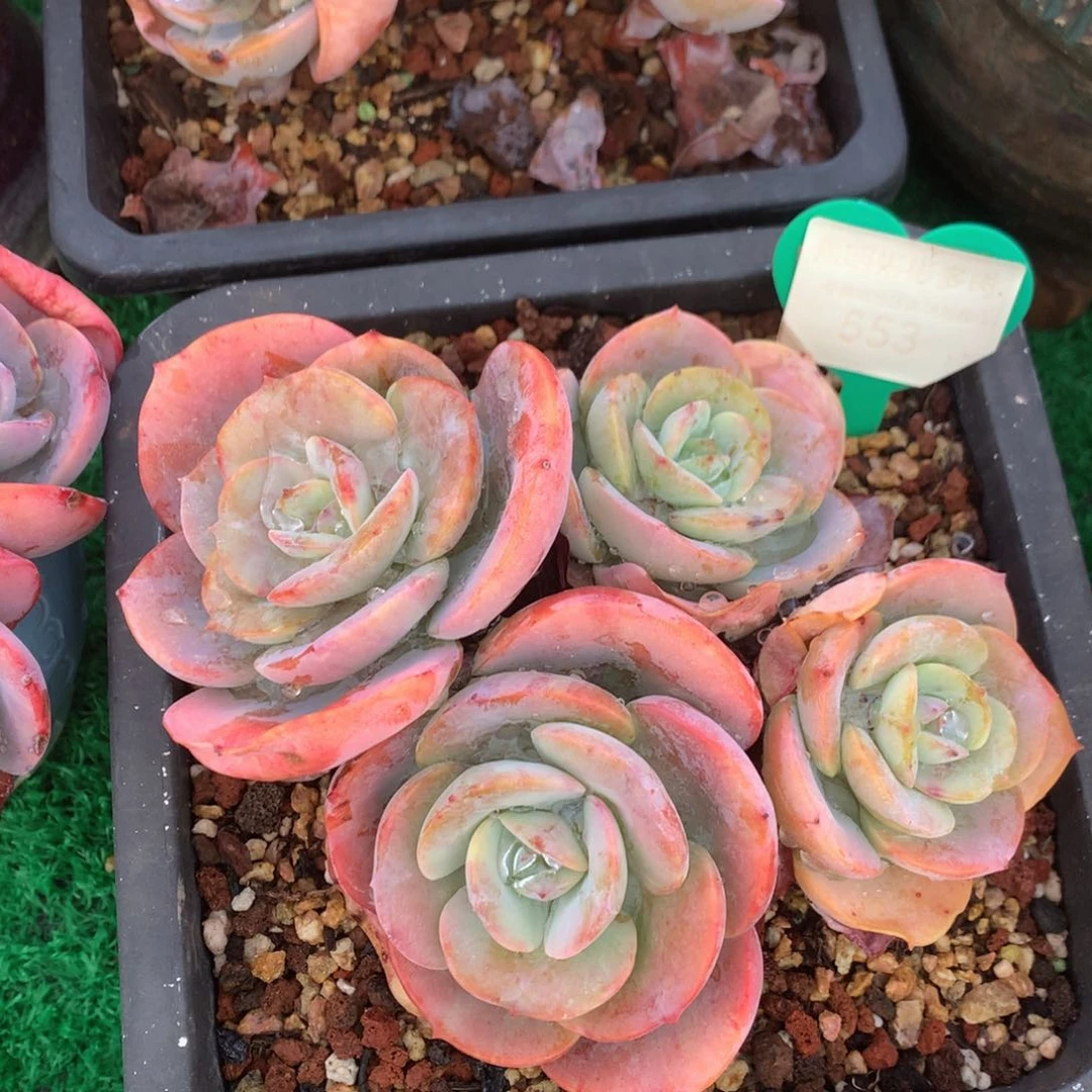 丸叶雪凤矮桩平头553