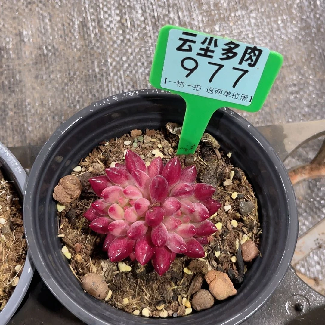 金***逸云尘多肉一物一拍977