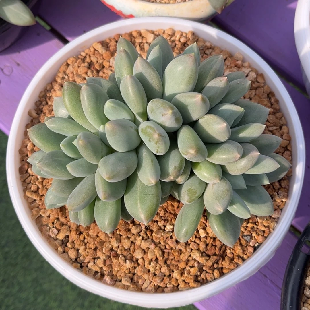 黄胖体哥特缀一物一拍