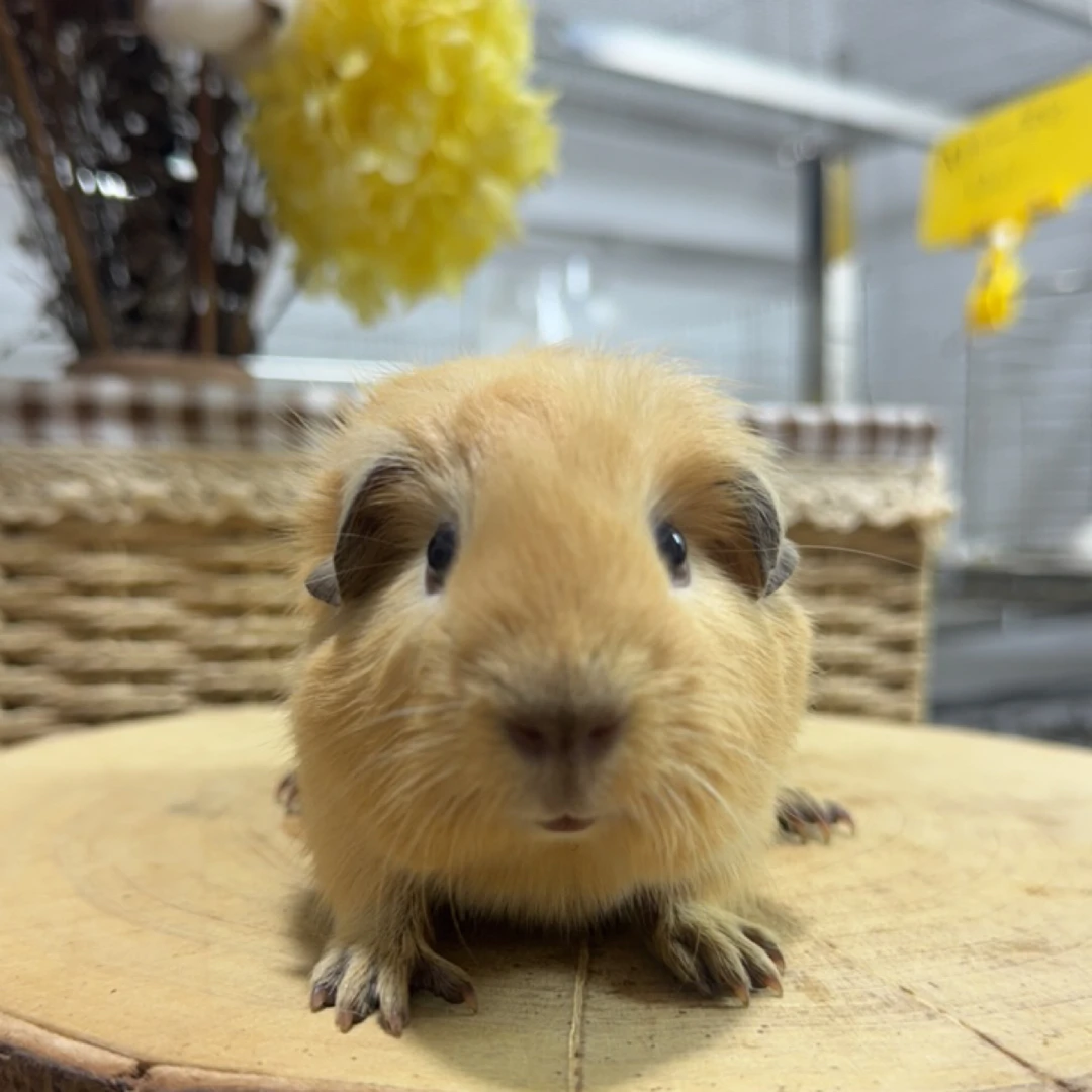 A4-8 咖重点黄加州荷兰猪弟弟