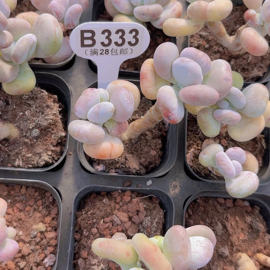 D333油煎丸子一物一拍