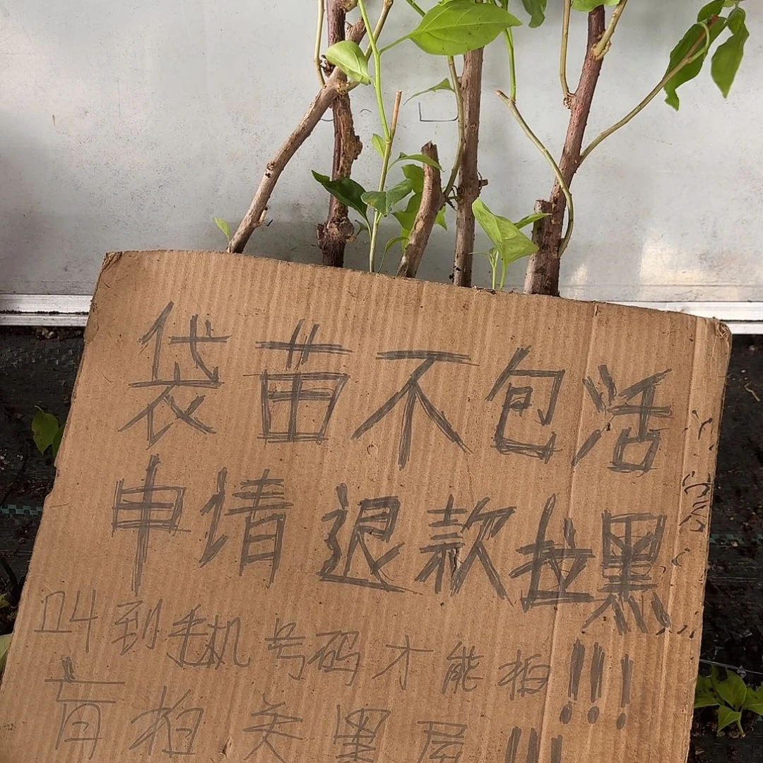 傻****当前无花栽培后可以开花袋苗盲盒6颗
