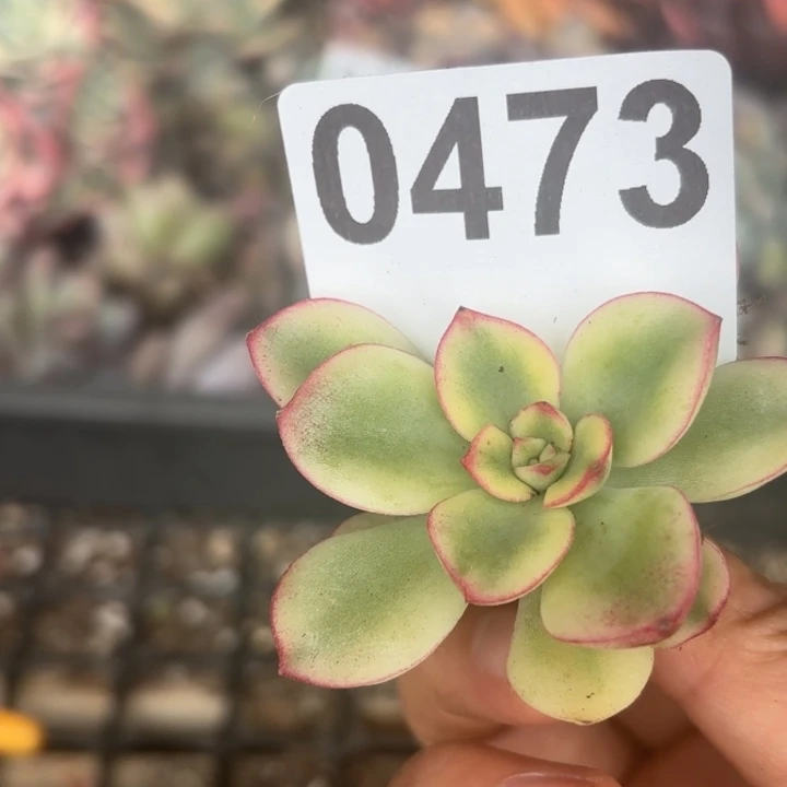 头盖锦当场凑单满18包邮不满单发顺丰到付