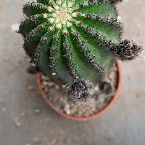 黄金刚仙人球2356777