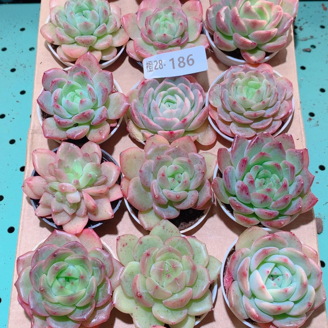 28-186一物一拍多肉带盆18颗