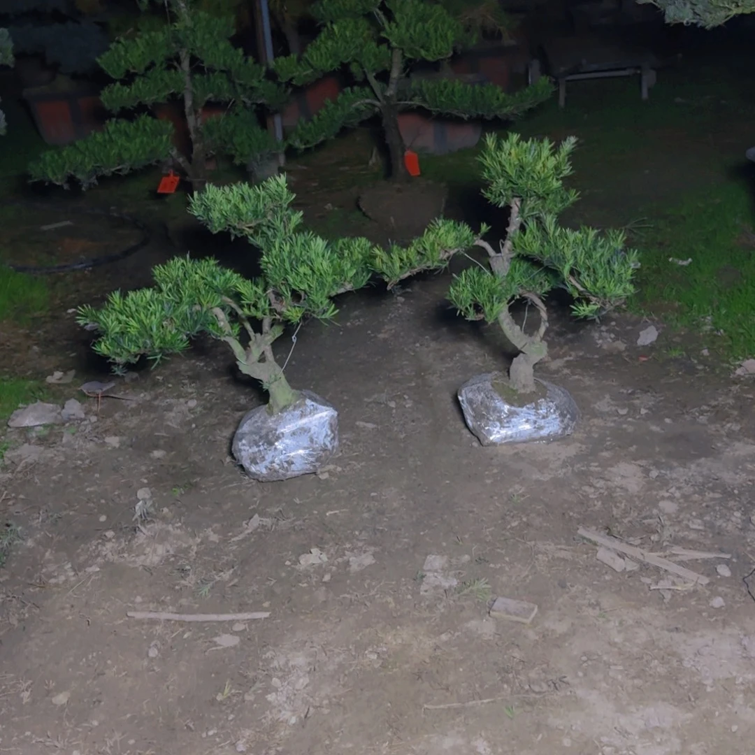 威***笑无花朵罗汉松一物一拍