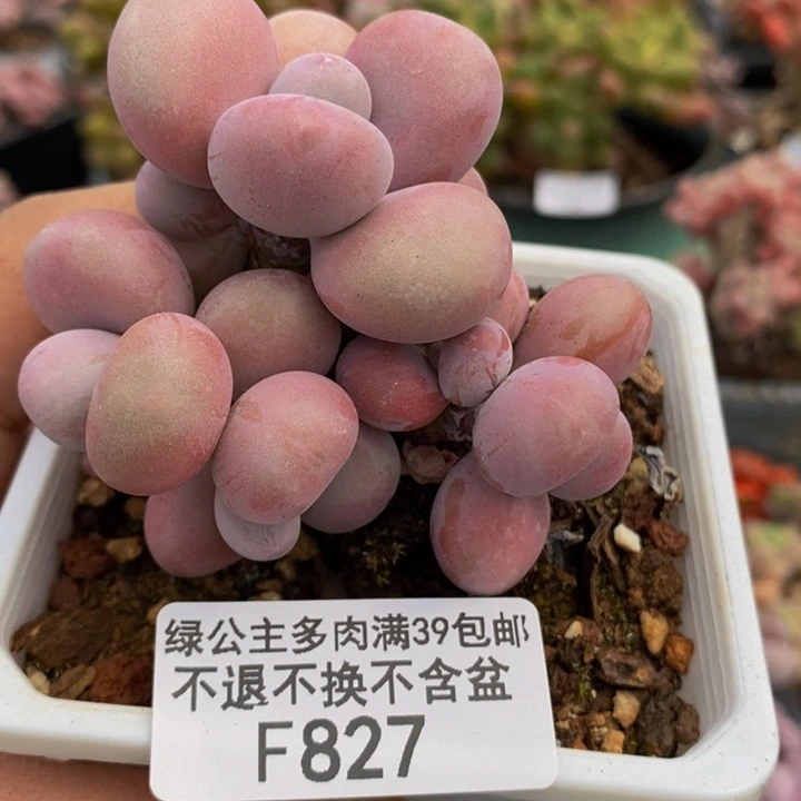 腰子桃蛋7cm827多肉植物
