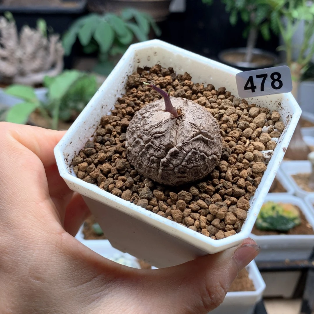 南非龟甲3.4cm带盆478