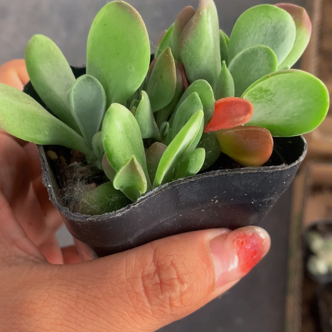 火狐狸 （满9.99包邮不满9.99发叶子）