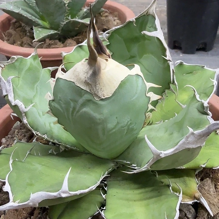 野二1900000000000000