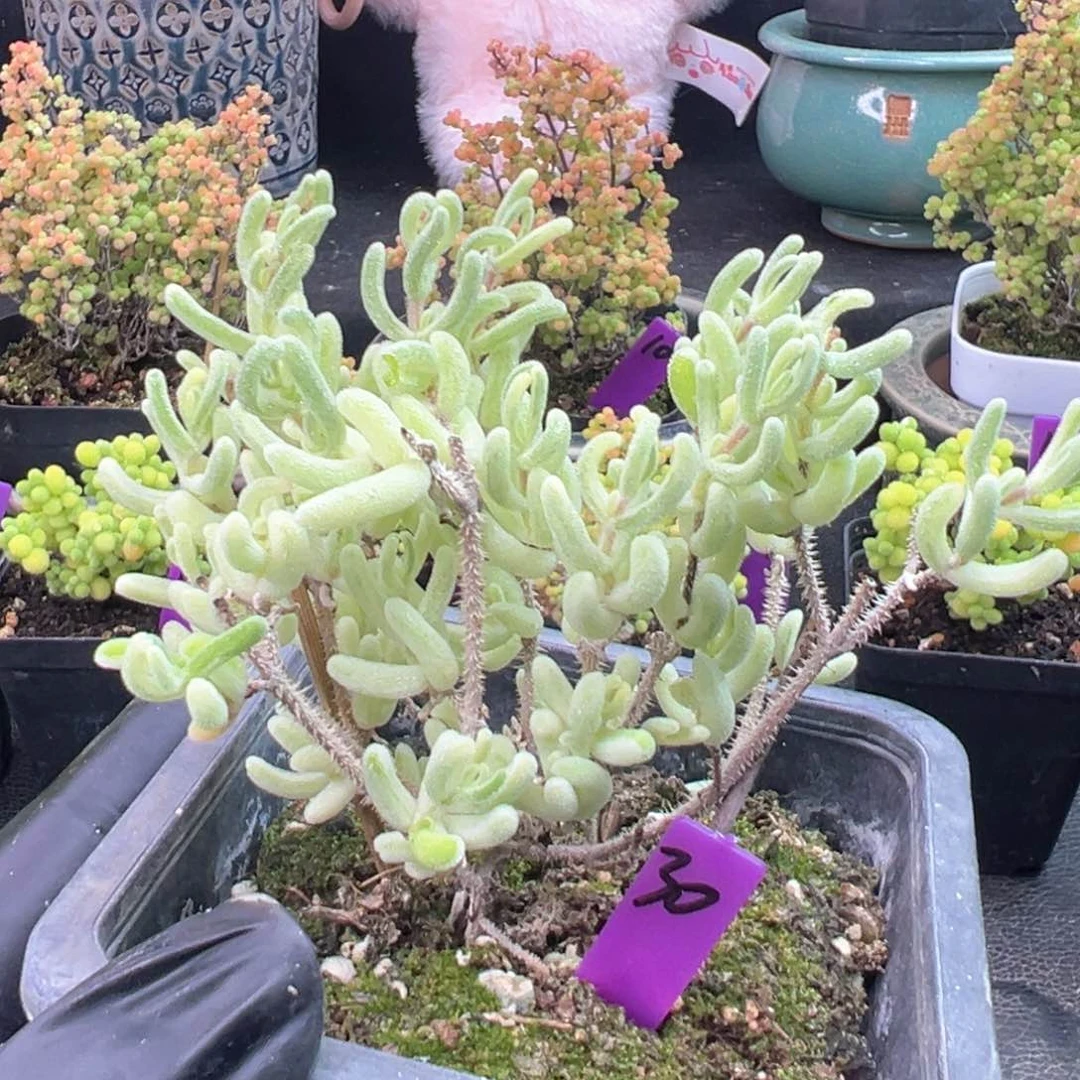 30号10cm盆橙叶锦