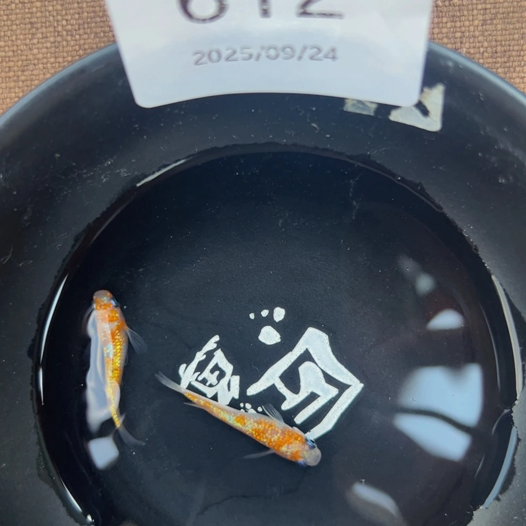 青鳉鱼612.H王华一对