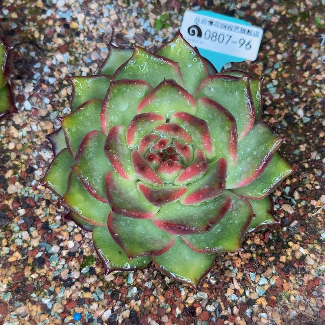 多肉一物一拍0807-96