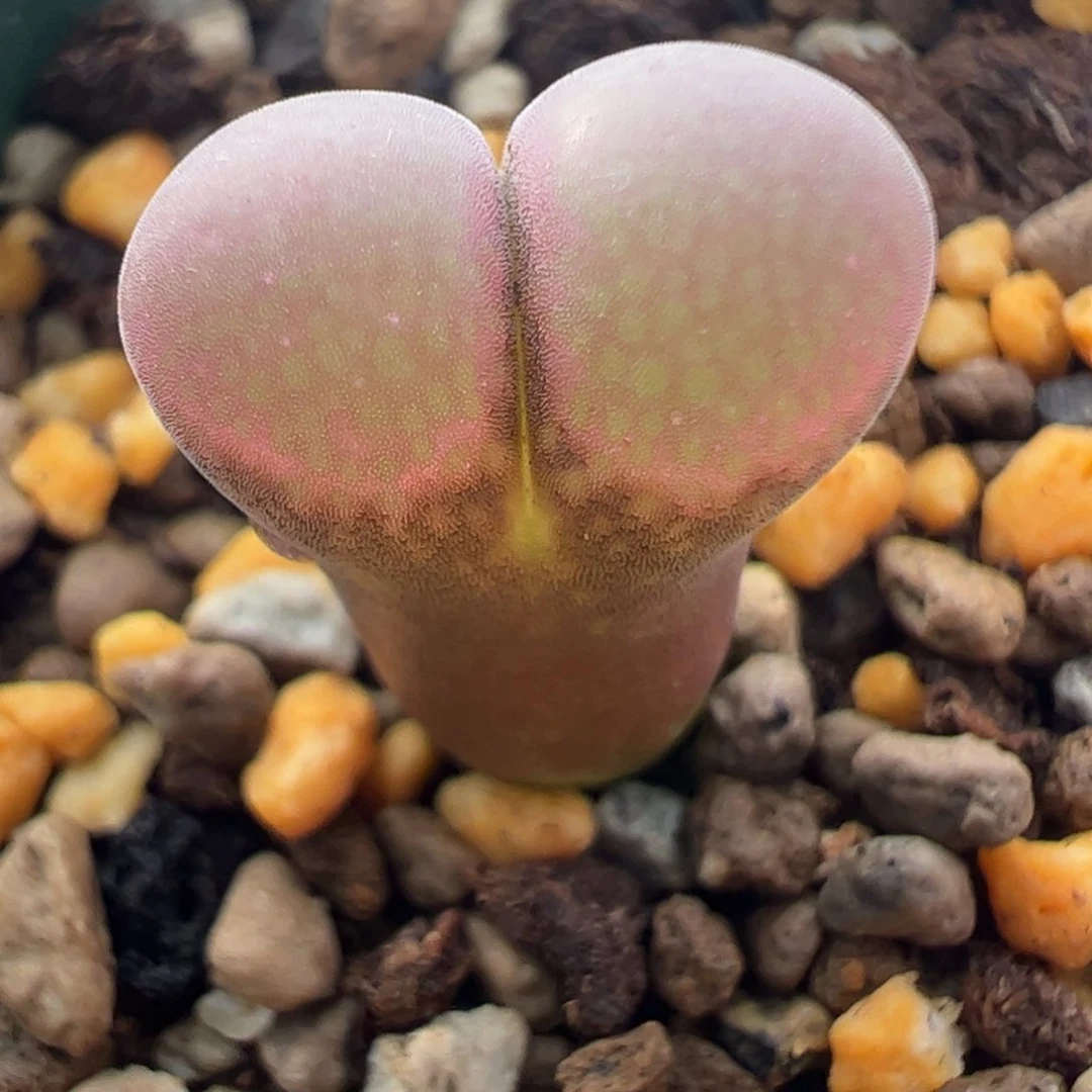 277 好看的多肉冲冲冲