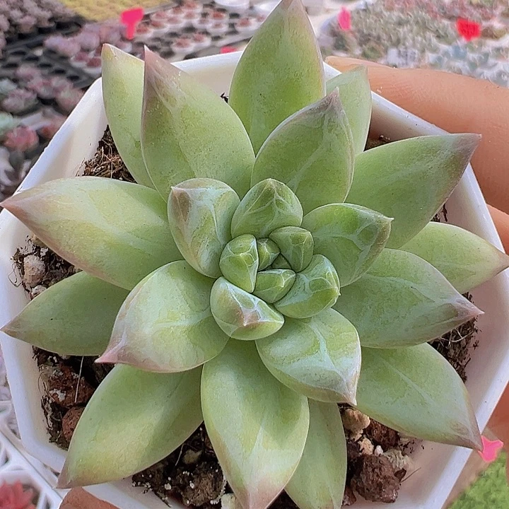 伊卡鲁斯带盆19包邮