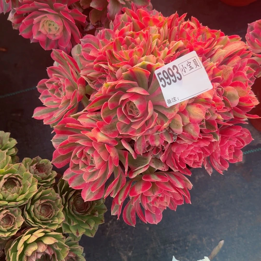 莉5993女巫多肉多肉