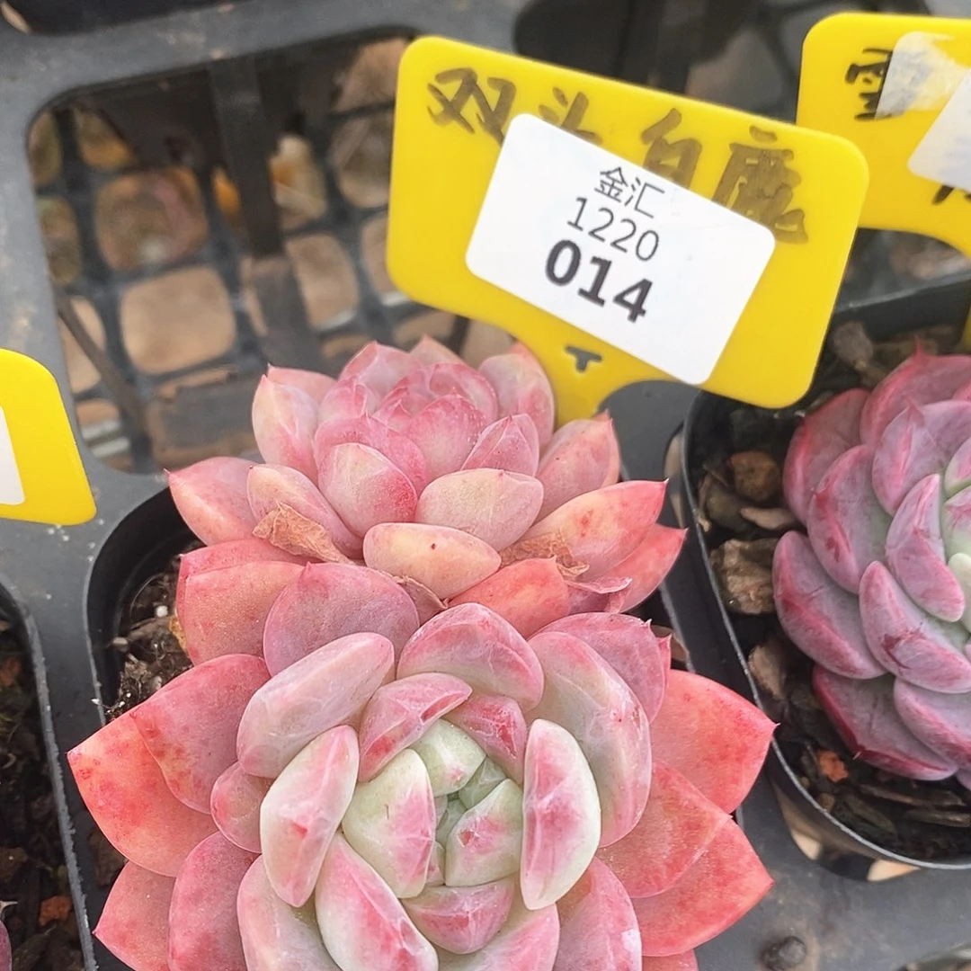 福利多多。1220014