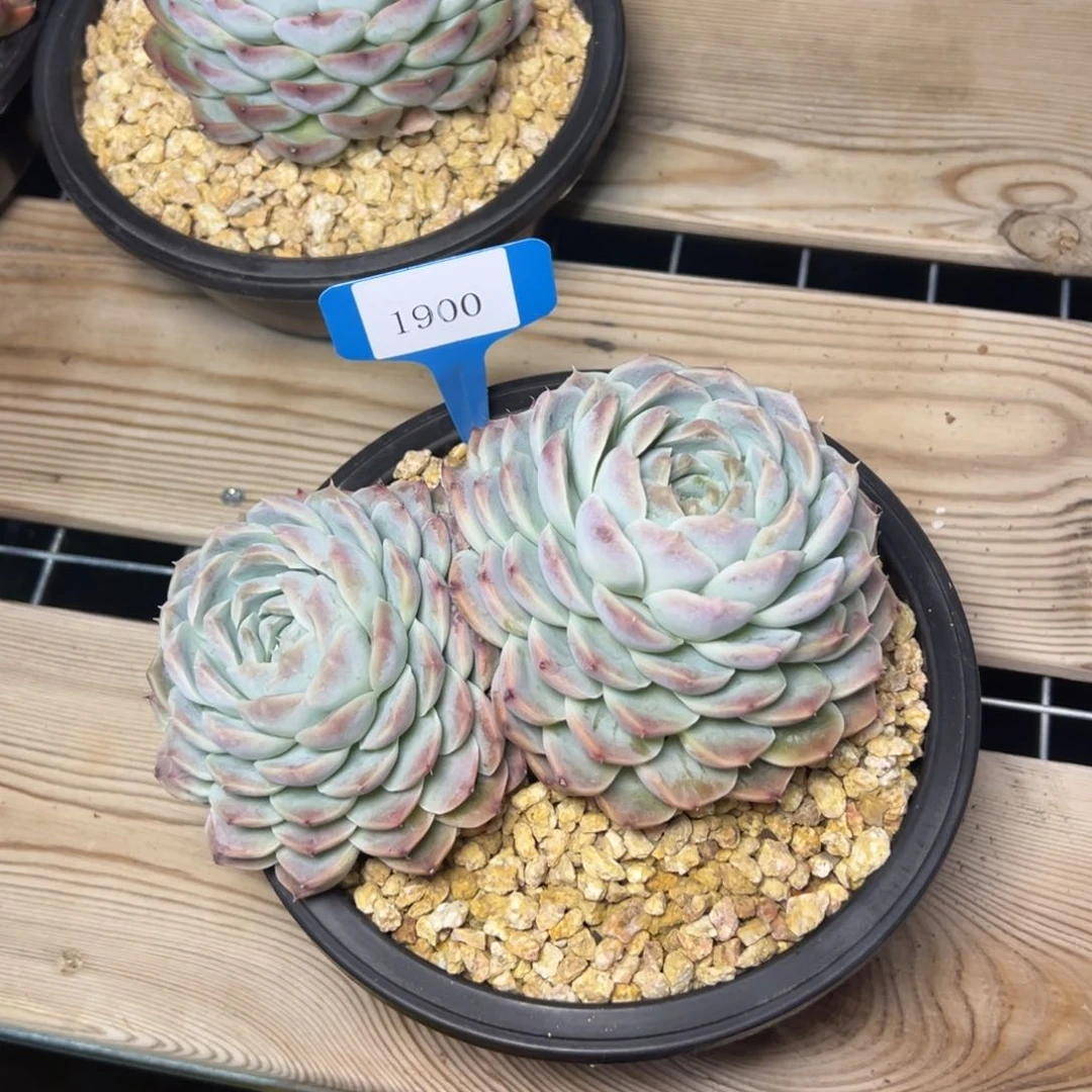 ?****?1900肉多么度哟多哦哟多哦