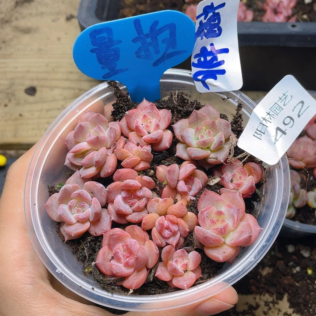 量拍多肉植物多肉植物492