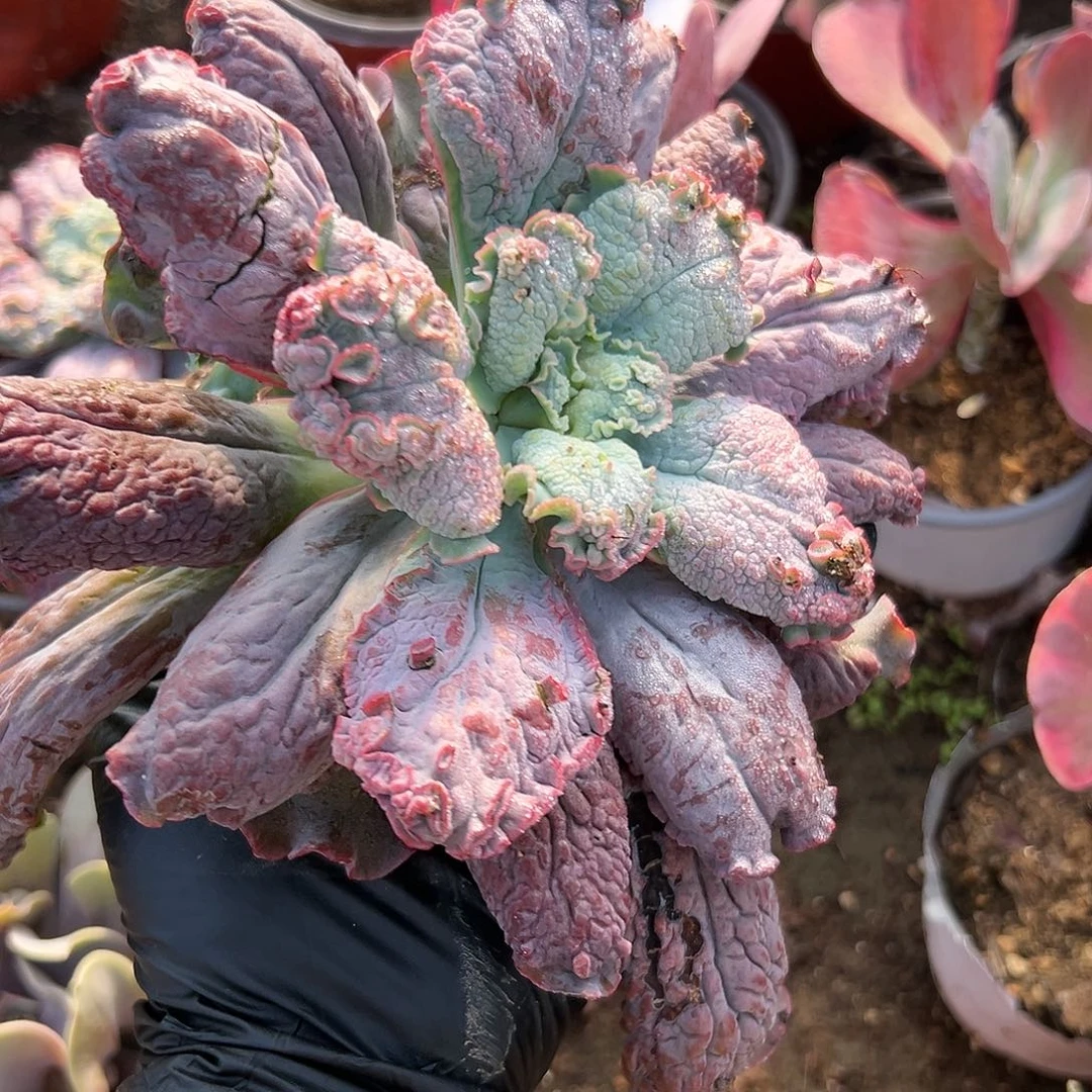 多肉植物狂野男爵