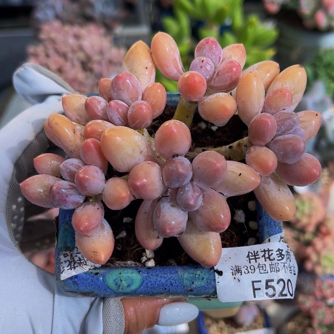 520-香水手指奶酪多肉8cm