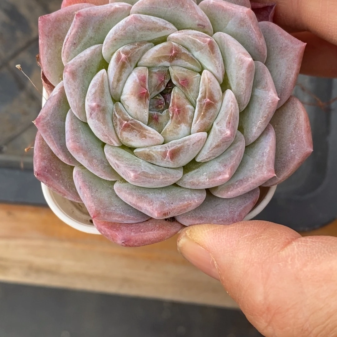 精品多肉一物一拍不包整246