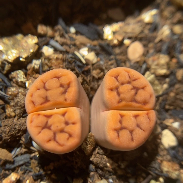 zzz精品生石花1283