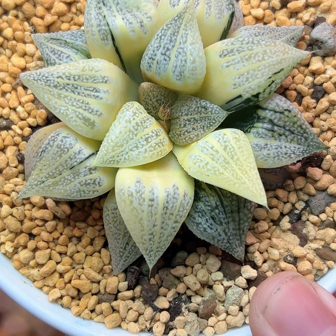 糊斑白银母本八公分