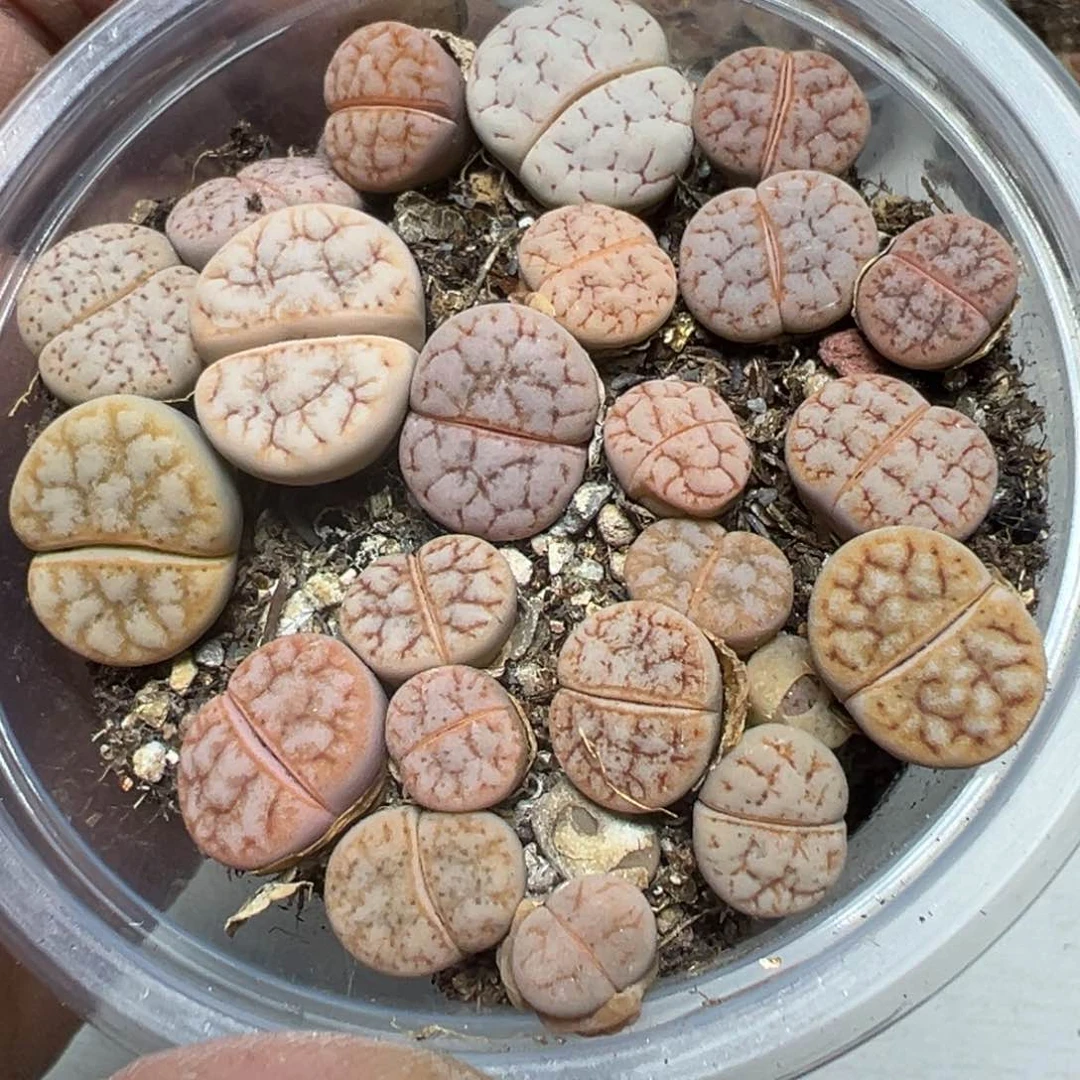 【闪购商品】 1021。