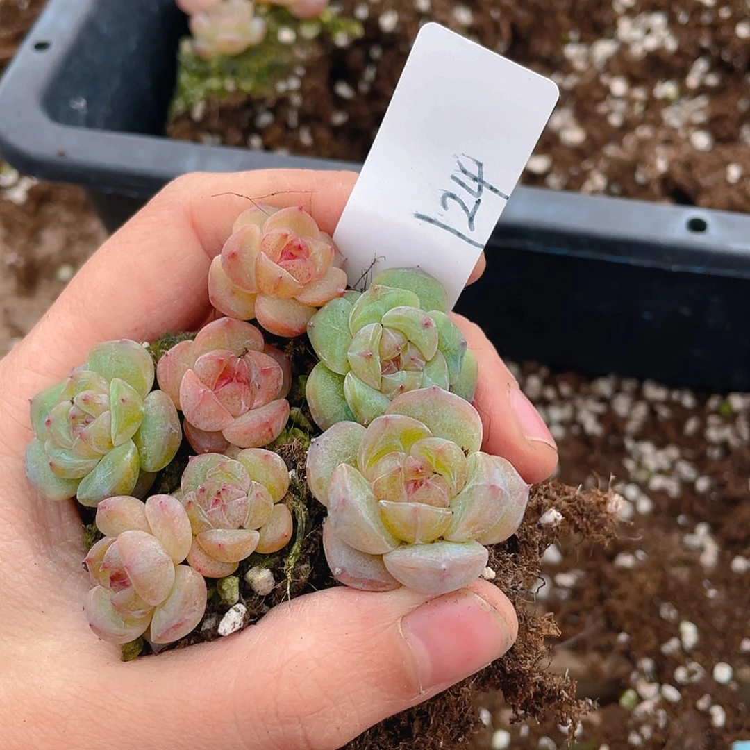 多肉植物多肉植物124