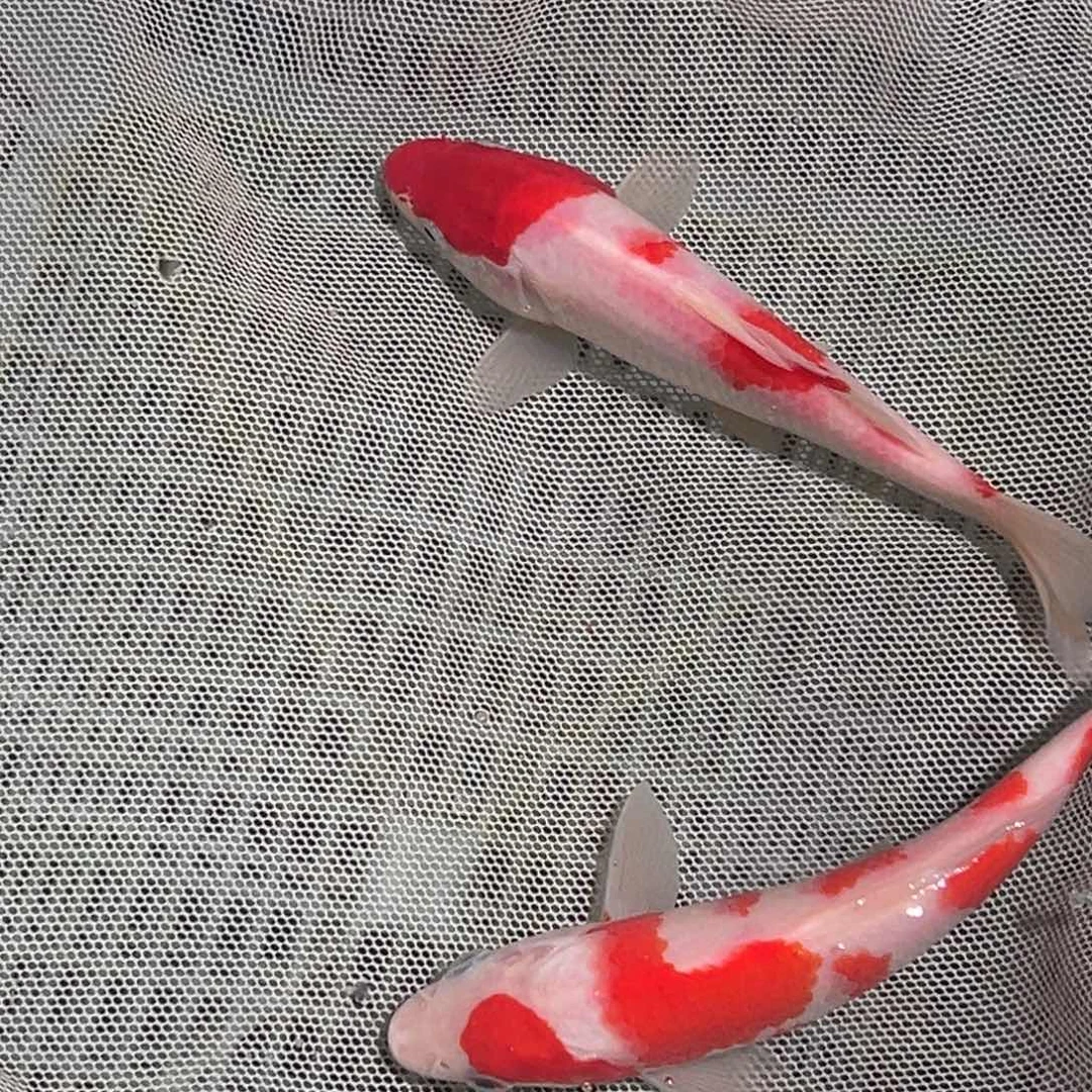锦鲤锦鲤观赏鱼1111