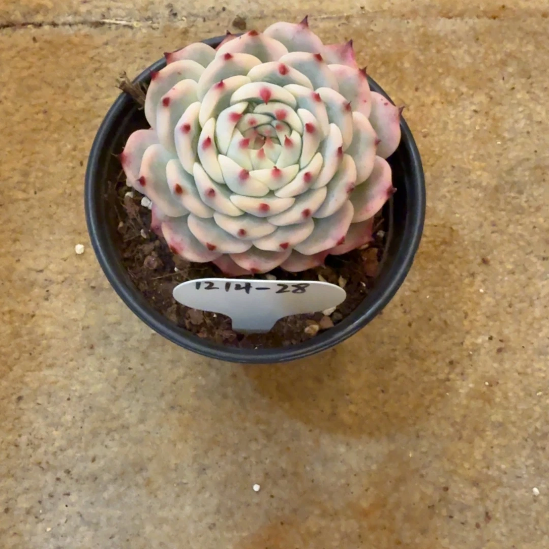 燕***21214-28吉娃娃锦一颗