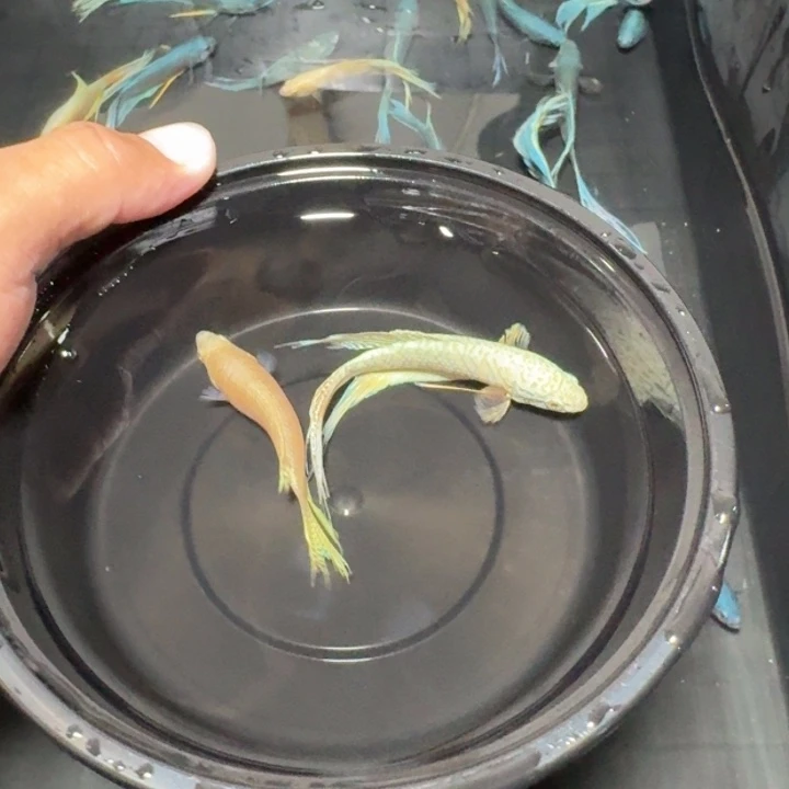斗鱼直播间对图白蛇39