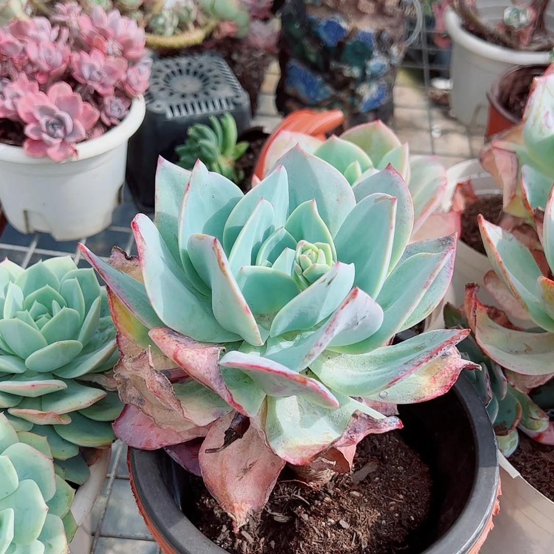 白凤大单头老桩特价