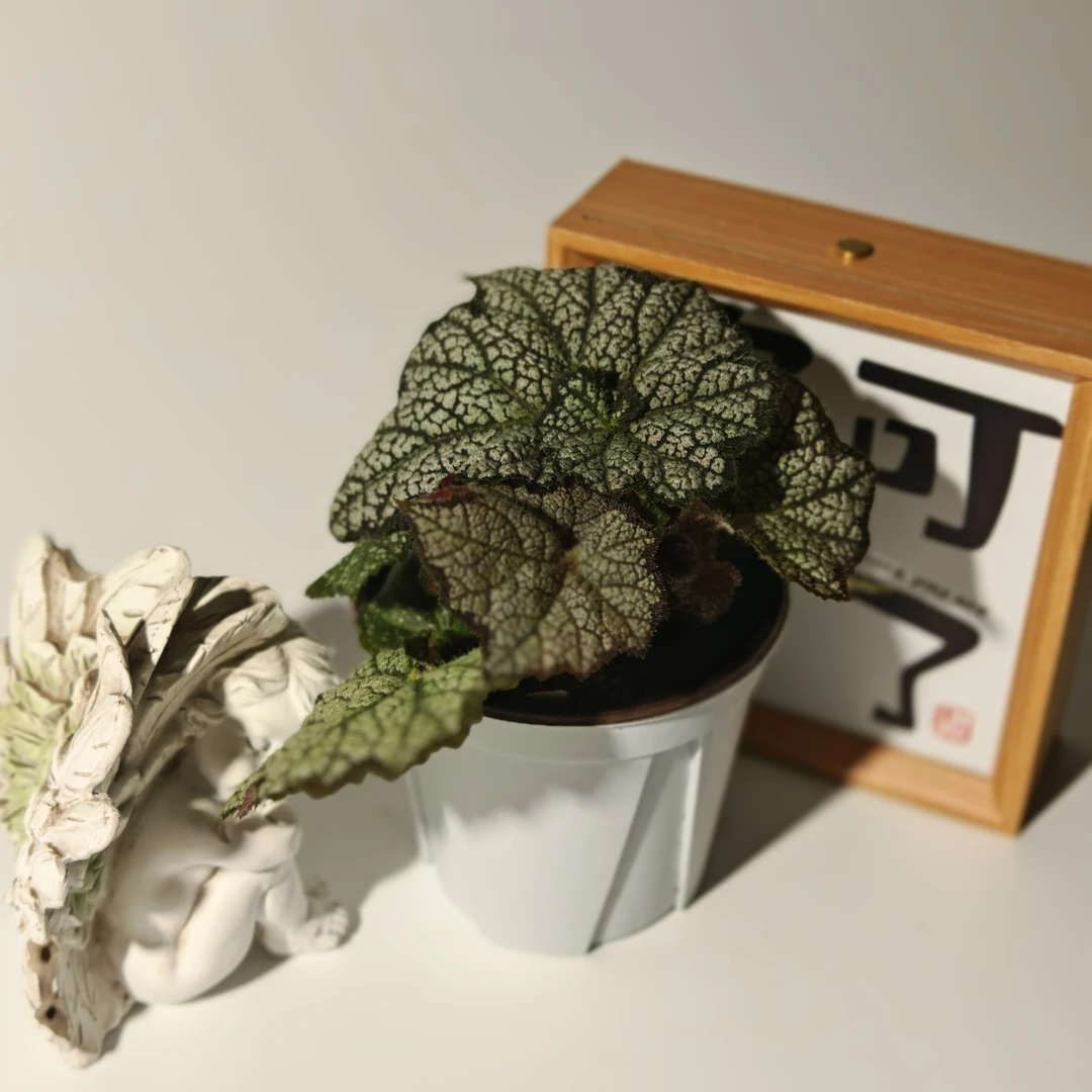 筋斗云秋海棠，室内观叶植物秋海棠盆栽好养