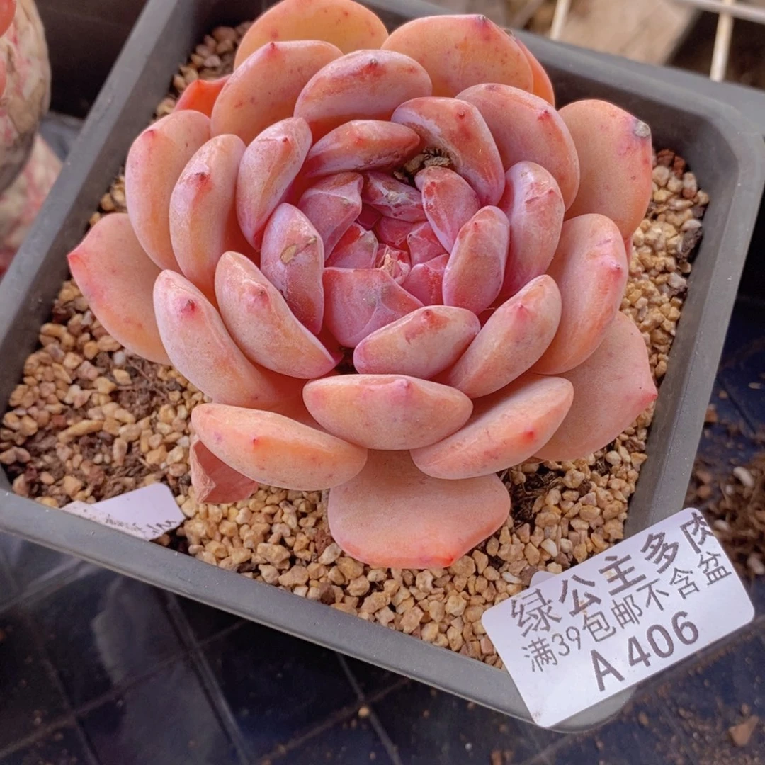 橙梦露7cm406多肉植物
