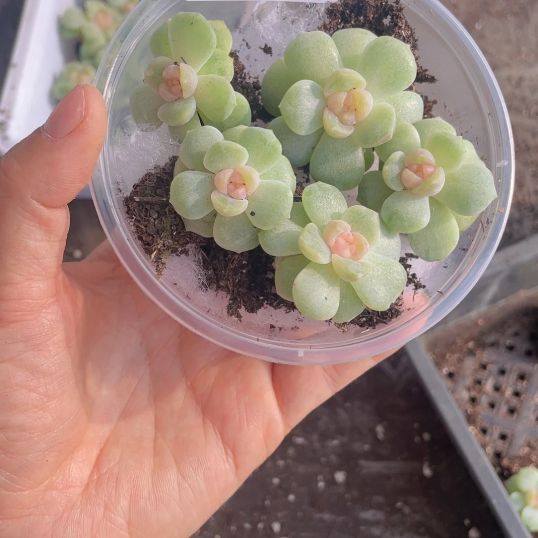 糕大上多肉植物456