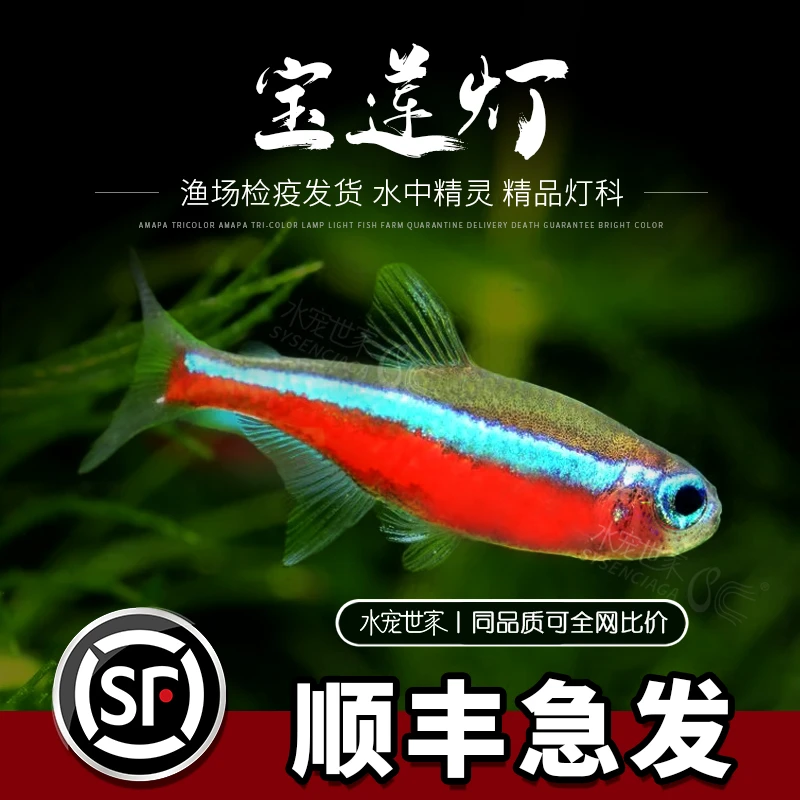 【直播优惠】宝莲灯鱼印尼F1野血淡水鱼热带鱼小型灯科鱼活体观赏鱼