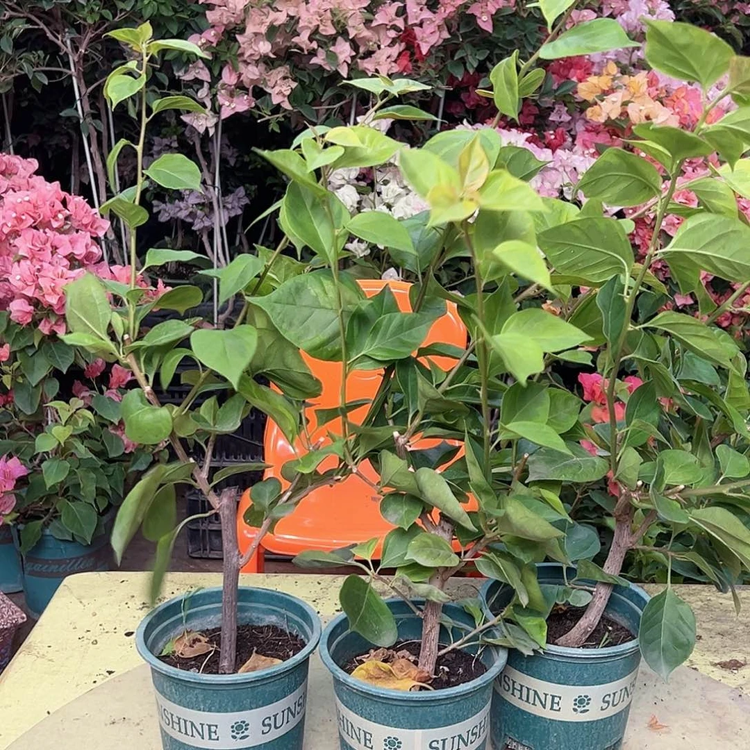 当前无花栽培后可以开花拉菲泰掌中宝一棵