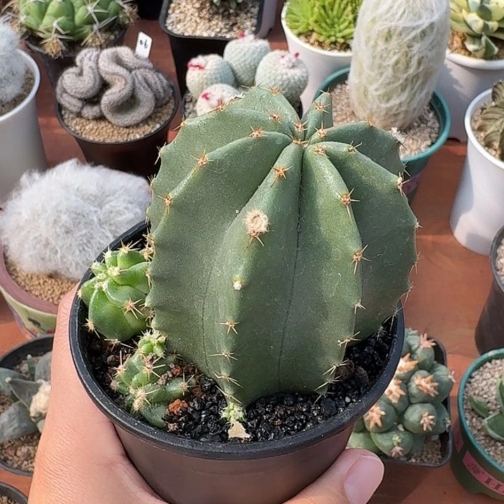 微刺虾仙人球123