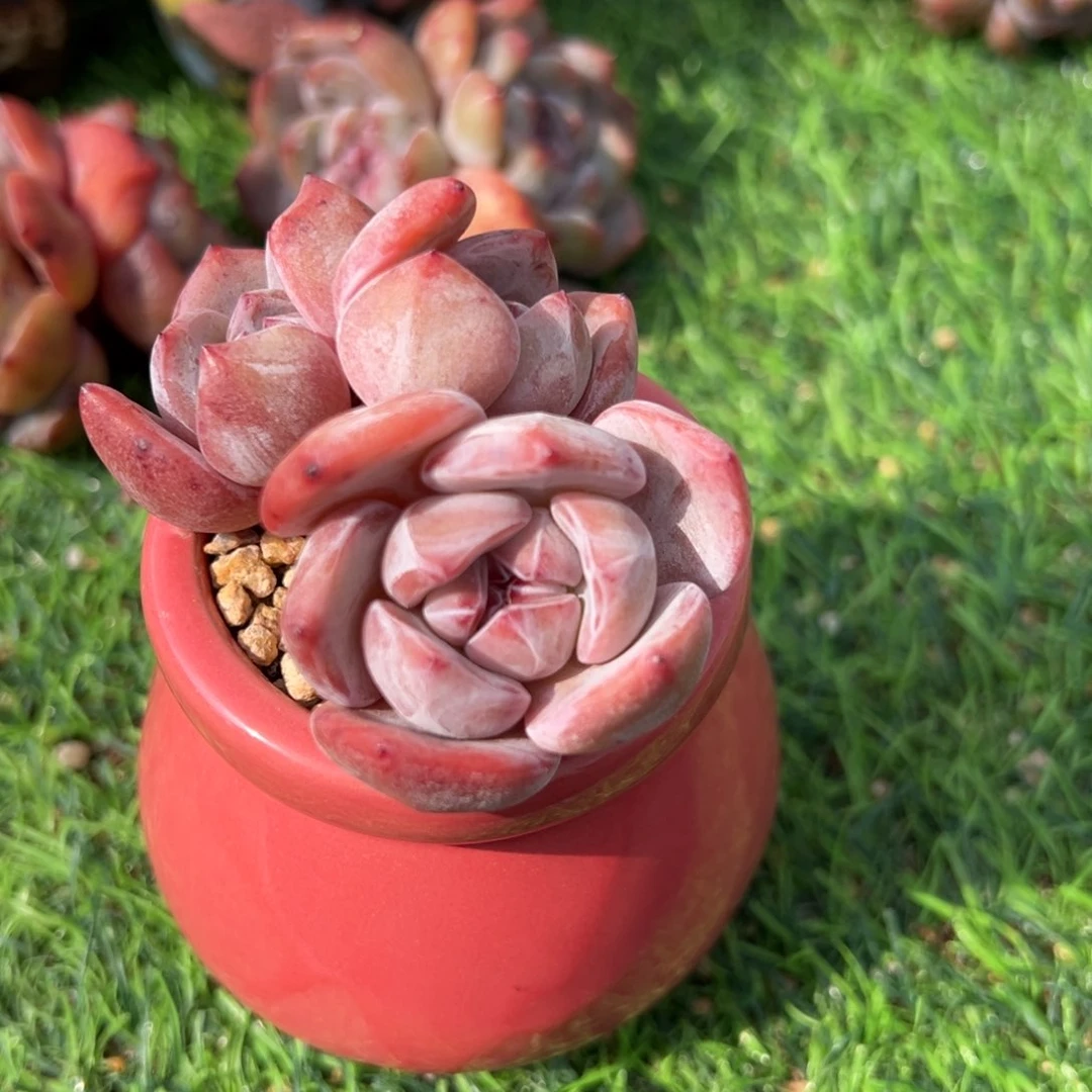 W****?啊石榴籽星影小树福利