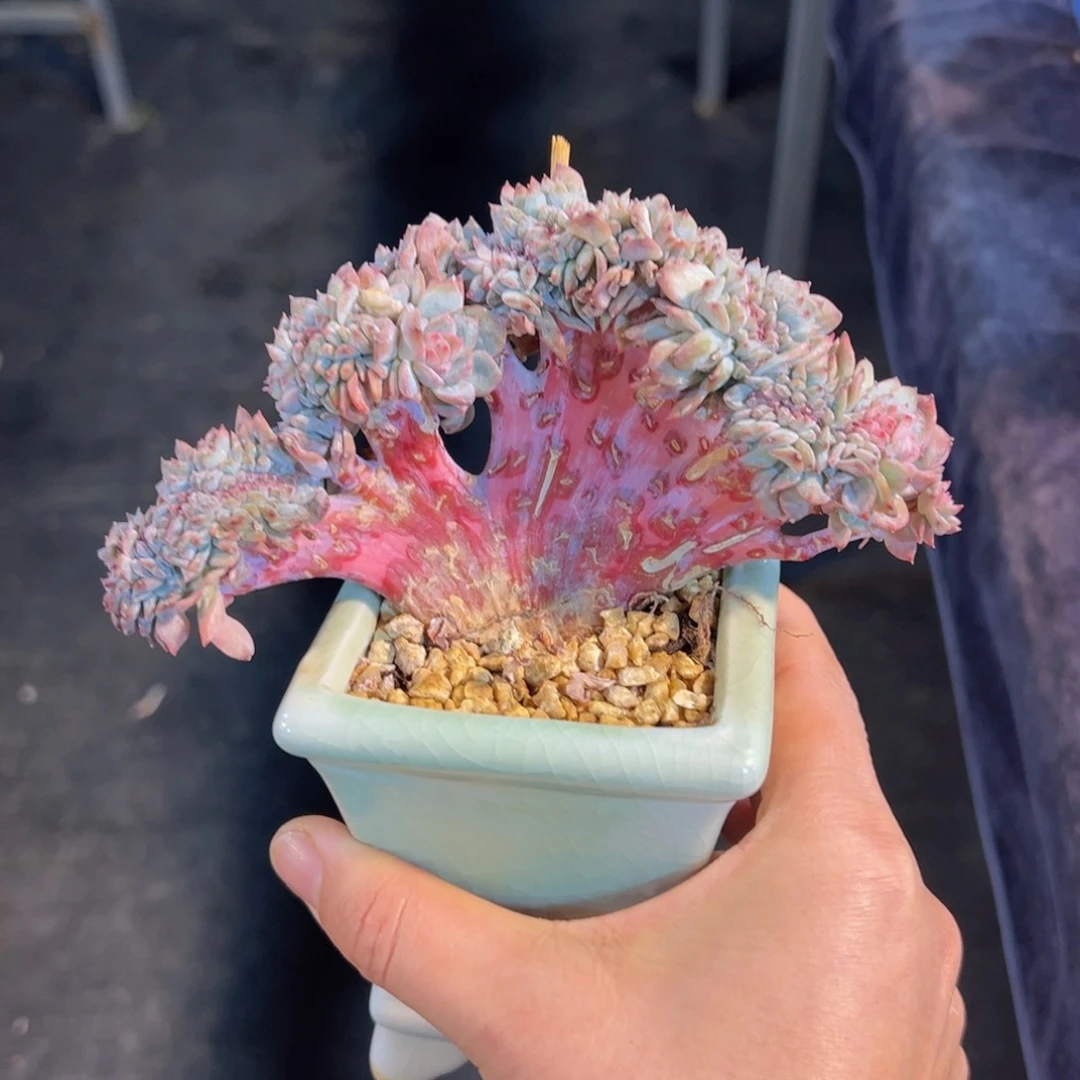 S****L新年快乐 新年快乐 新年快乐